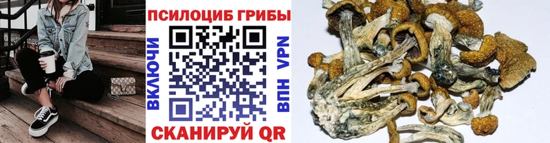 Псилоцибиновые грибы мицелий Ессентуки